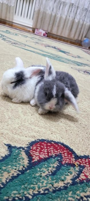 Quyonchala sotiladi juda chiroyli