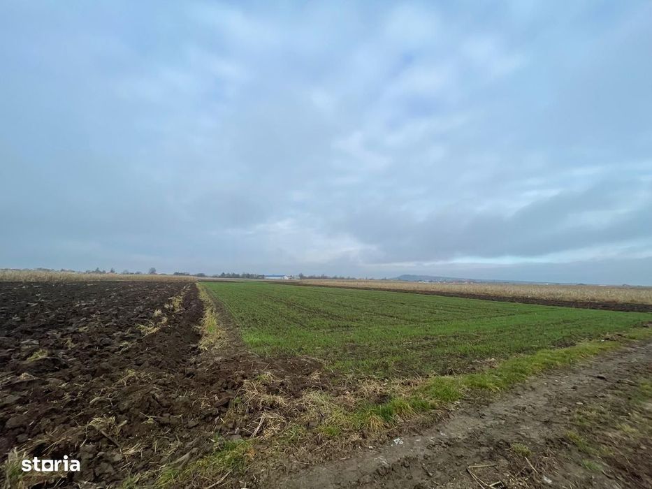 Teren Extravilan 13 Ari | Front Stradal 13 M | Marginea