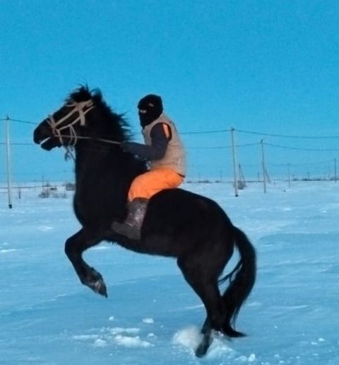 Айғырлар сатылады