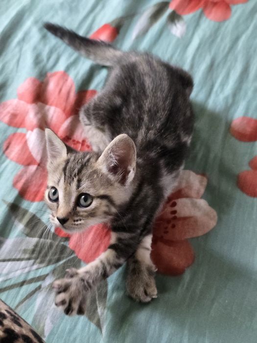 Отдам котят в добрые руки