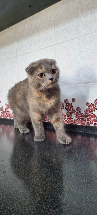 Котята вислоухий