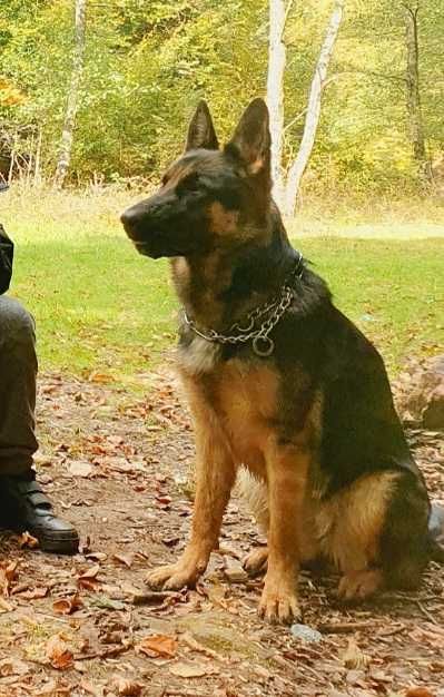 Ciobanesc german, 1 an si 9luni