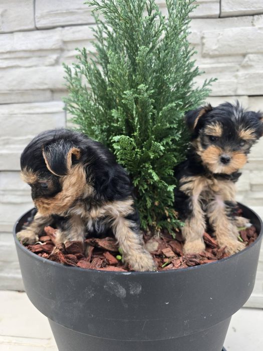 Мини йоркширски териер