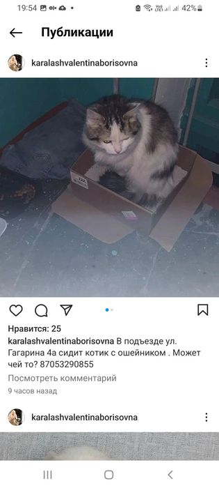 Отдам кота кошку