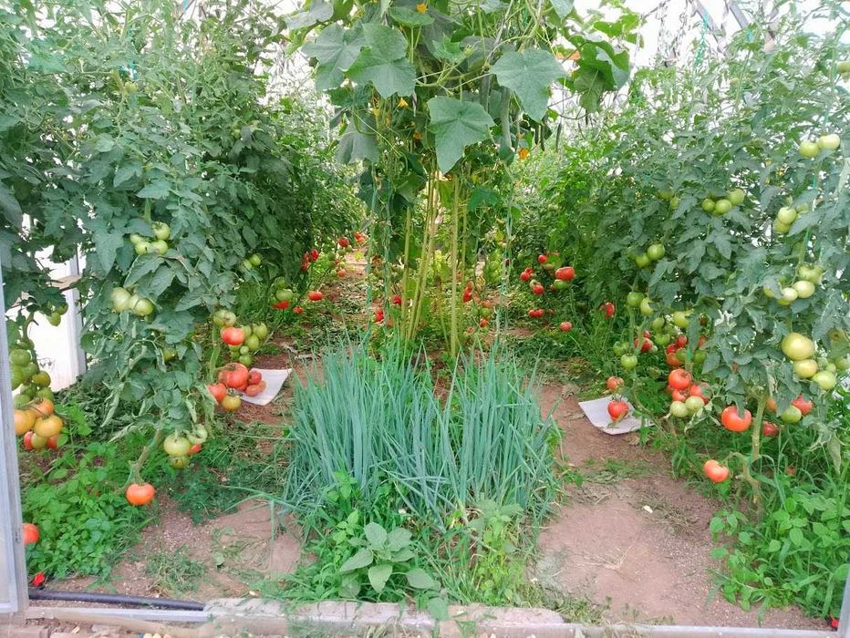 Продавам селски розови домати краставици пресни зеленчуци - София , с. Бусманци - само на място !