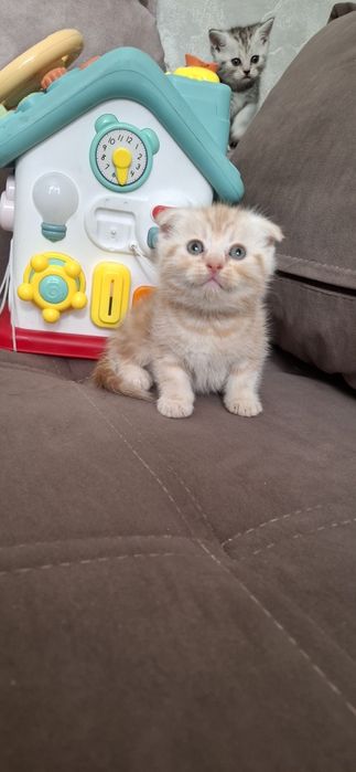 Шотландские короткошерстные котята