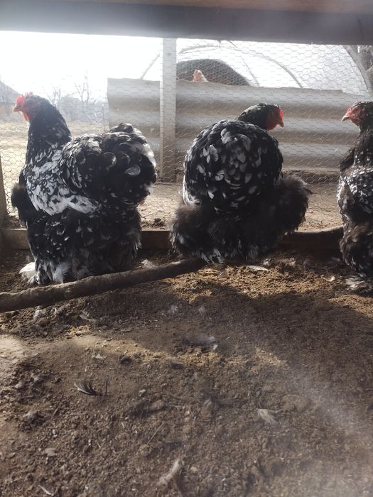 Пилета и яйца от много видове кокошки.Видин