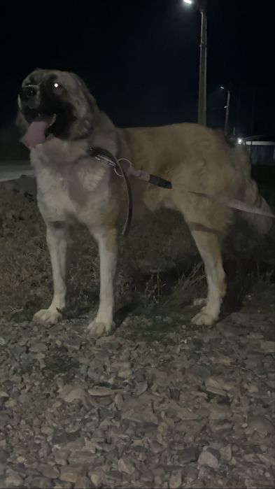 Продается готовы боец.