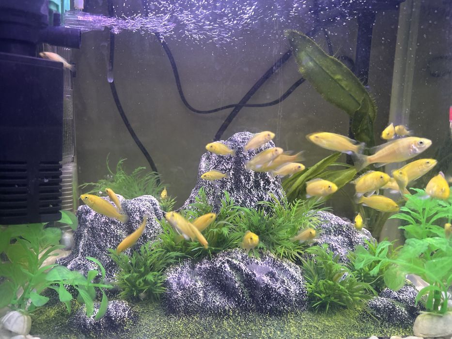 Малки африканских цихлид