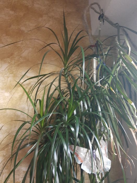 Цветя,мушкато,палма,дърво на живота,растения,готови за декорация,отгле