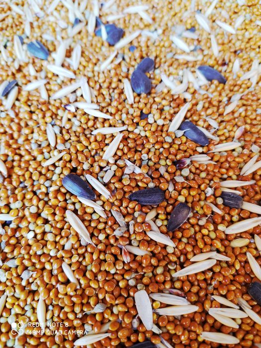 Просо красная 400т кг