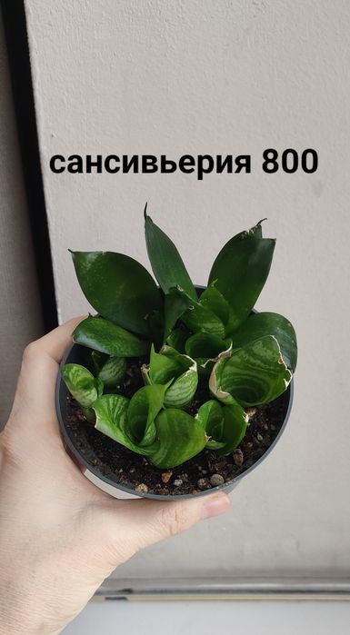 В продаже комнатные цветы