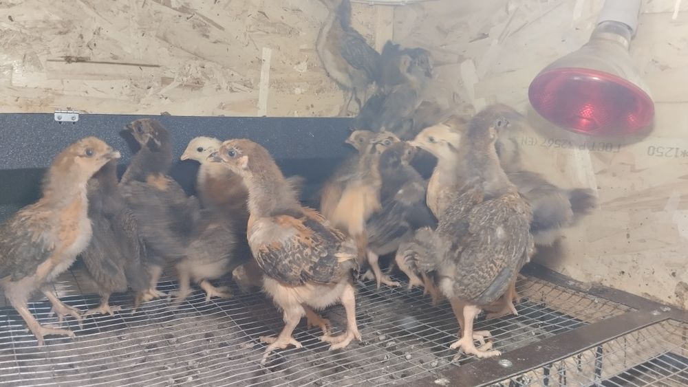 Продам кучинских цыплят