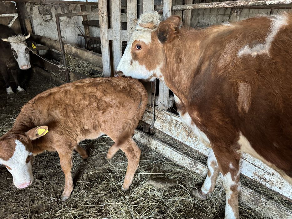 Продам корову с теленком 2 месяц