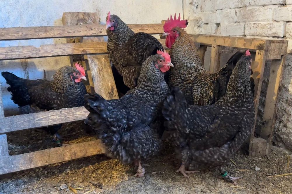 Ouǎ Marans Coucou Dore (CCD)