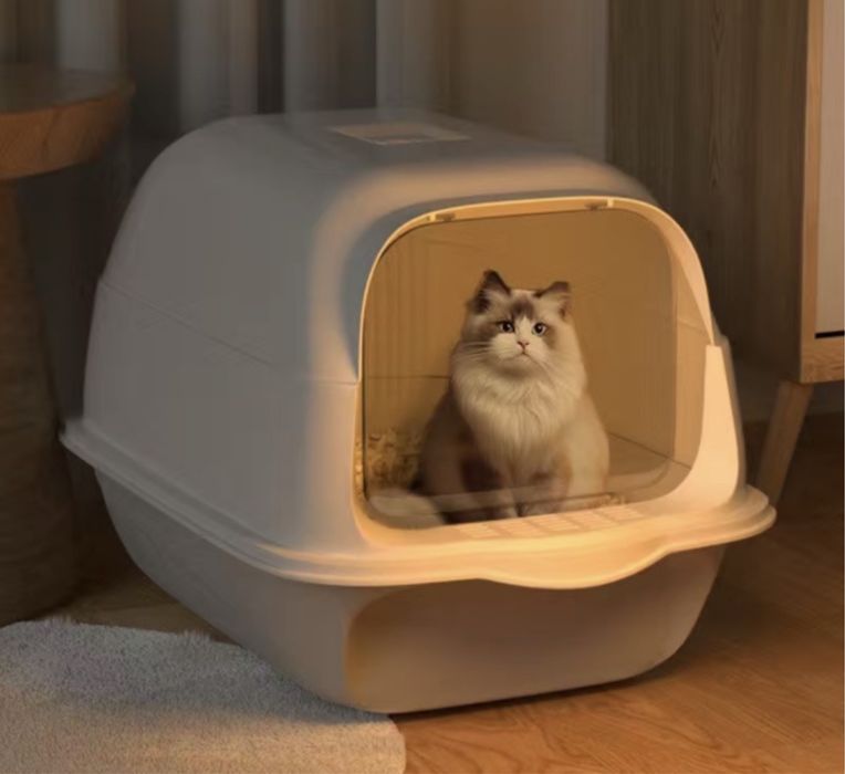 Шотландский вислоухий