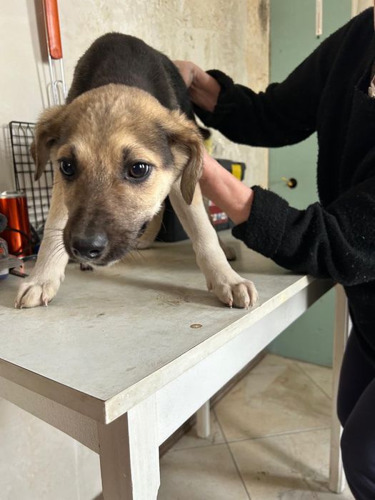 Продам щенков. Мать тазы, отец овчарка.