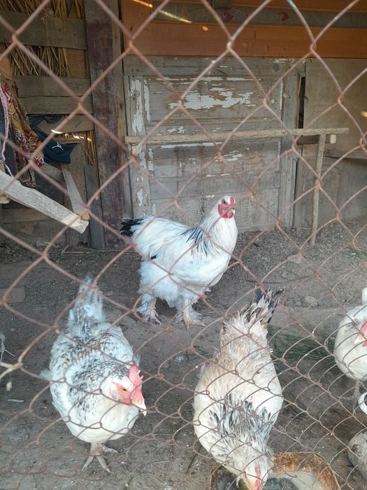 Атеш сатам багасы 8000