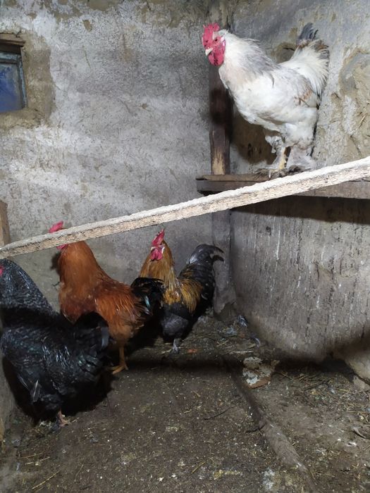 продам молодых петухов