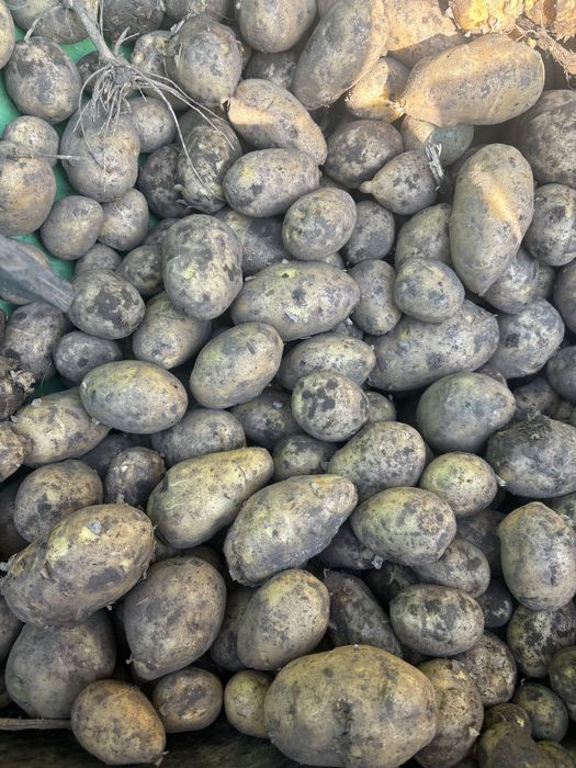 Картофель гала пойдет на храние