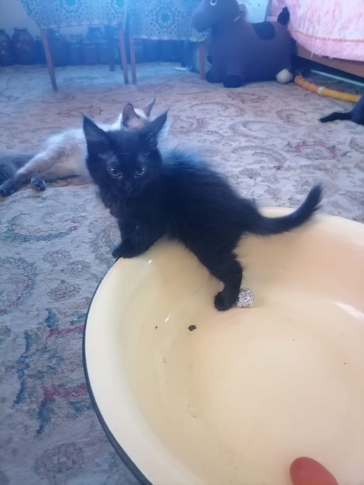 Котята в добрые руки