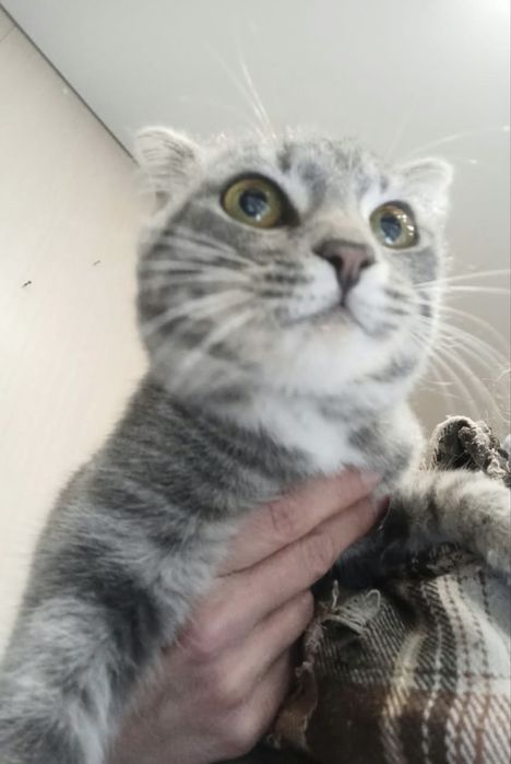 Кошка в добрые руки