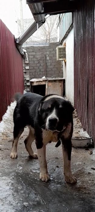 Алабай для души друг, и для охраны