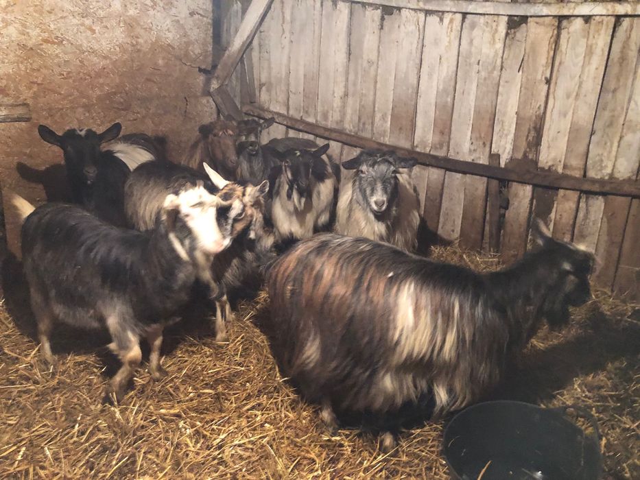 Vând 8 capre bune de lapte