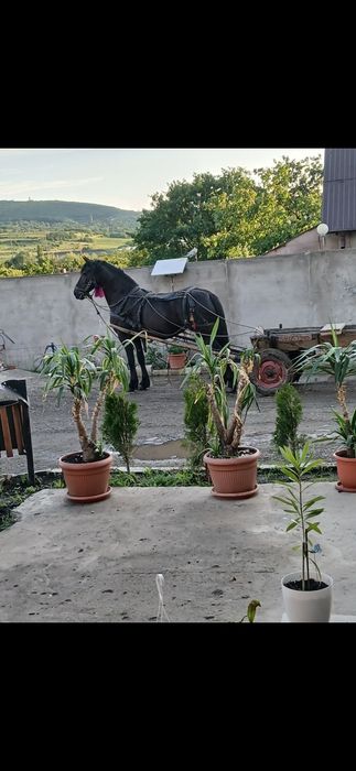 De vânzare iapă friz de 5 ani. Perfect sănătoasă. Gestantă în 4 luni.