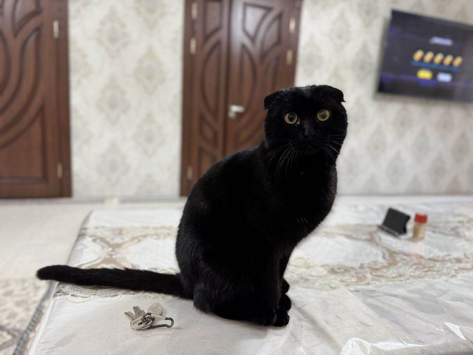 Вяскага шотланская веселюх мушугим бор еркак факат пародний мушугларга