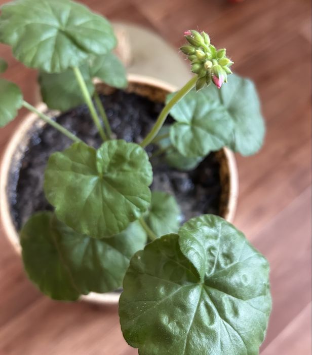 Продам  герань, хлорофитум