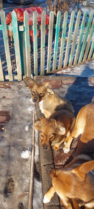 Шейки. 4 месяца.