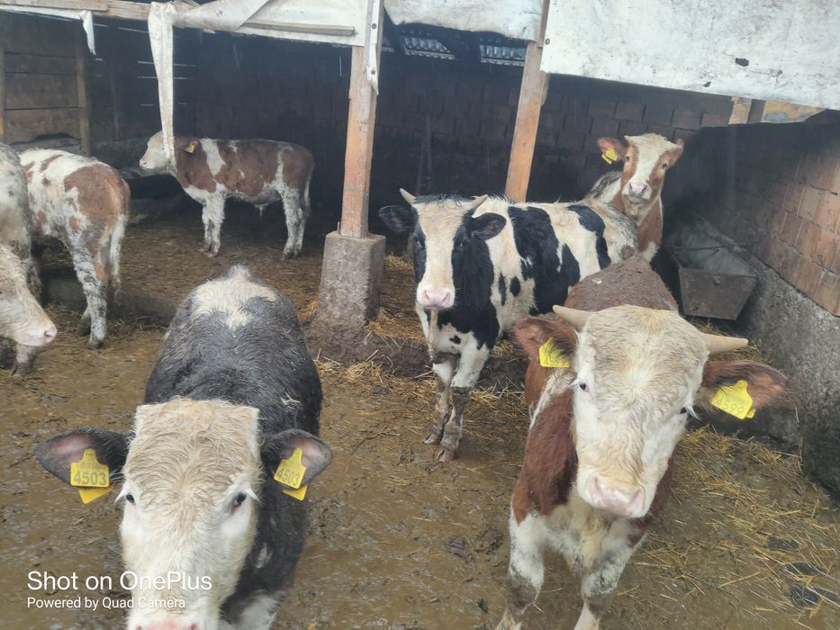 Vind.taurasi și vitele