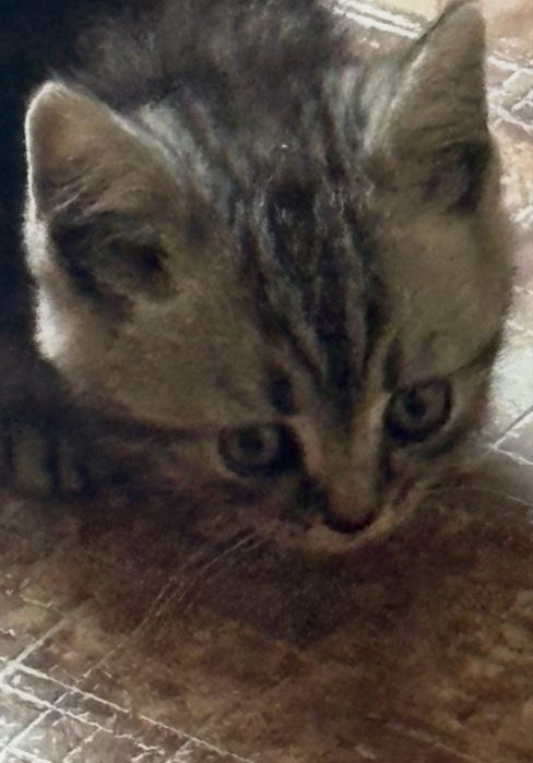 Котенок шотландский