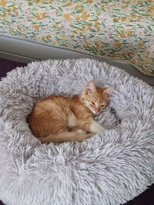 Котенок мальчик 3.5 мес/Мысық