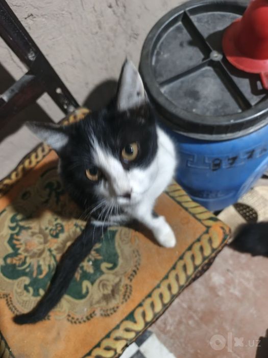 Mushuklar tekin beriladi