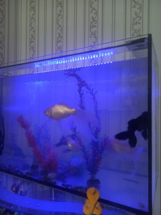 Продам аквариум с рыбками.