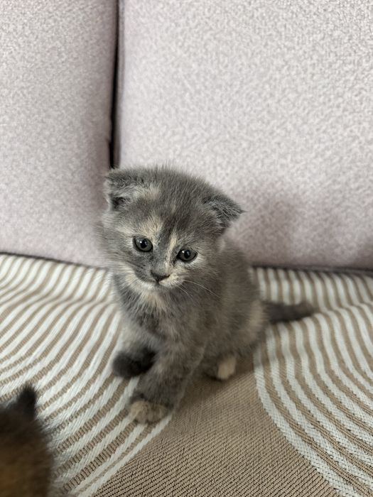 Продаются 3 котята