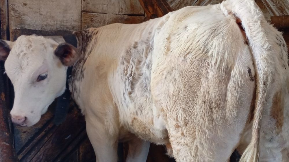 Vând vițică belgiană de 3 luni