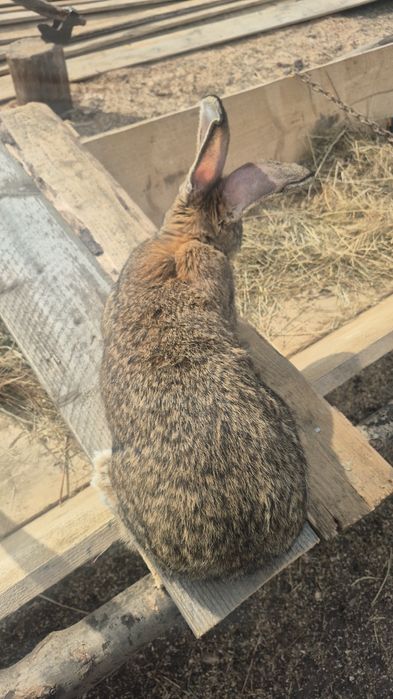 Femela uriaș german