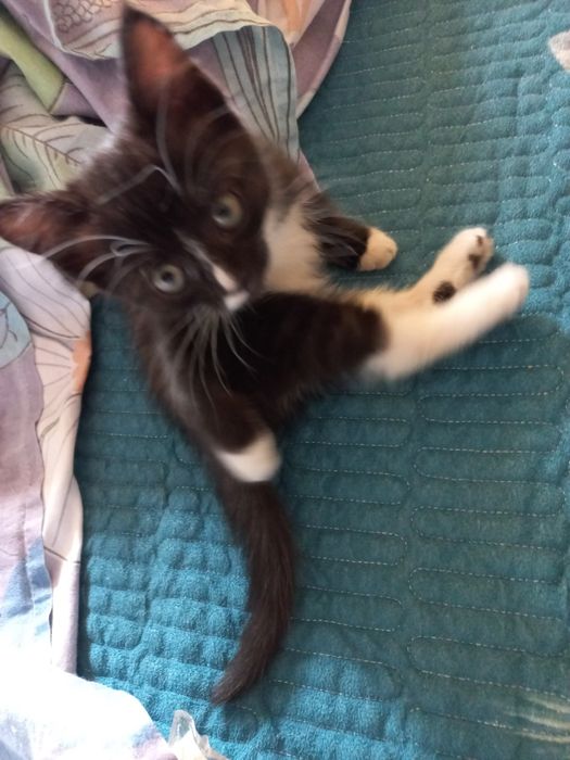 БЕСПЛАТНО! отдаем котенка в добрые руки!