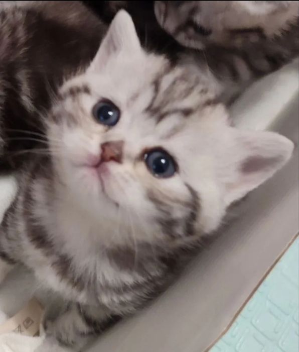Вислоухие котята распродажа