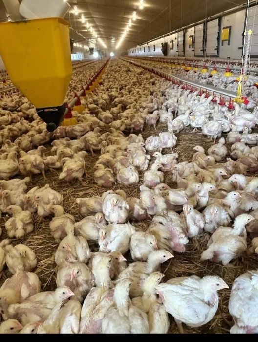 Vand pui de carne si rasa mixta