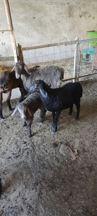 Куйлар  она бола сотилади