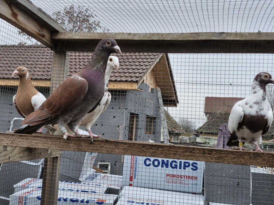 Porumbei de vânzare din poze !