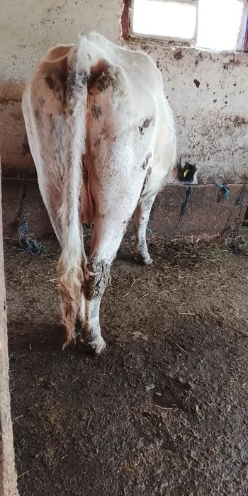 De vânzare vaca de abator