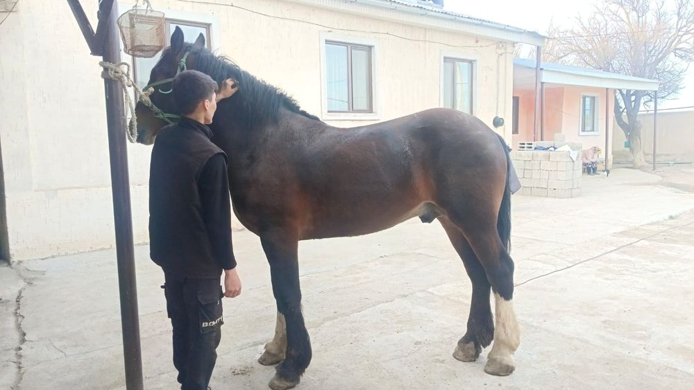 3 жасар полукровька сатылады мінгі, бойы 1, 65 , бағасы 2, 500,000