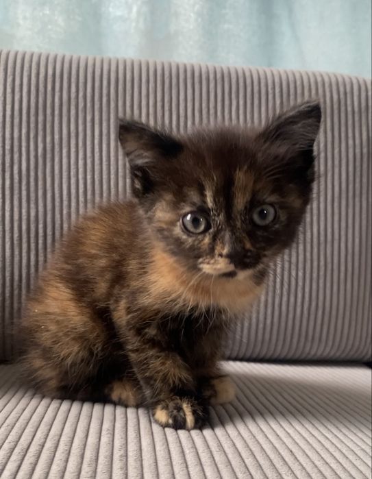 Отдам котенка в добрые руки!