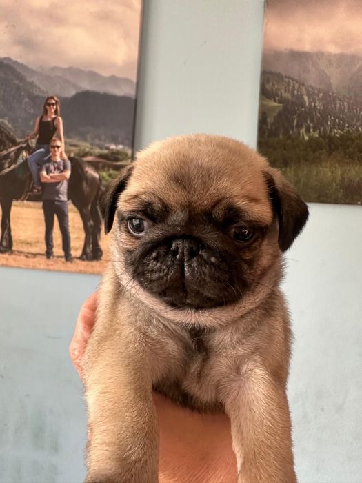 Срочно продам щенков мопса