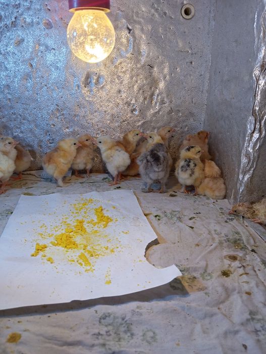 1 күндік балапандар